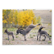 Burros de la vengeance de la maman photos sur toile