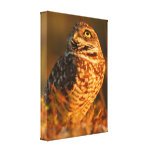 burrowing owl canvas print