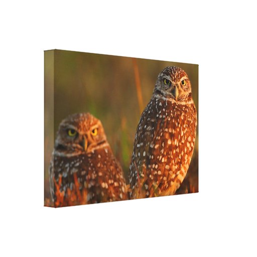 burrowing owl couple canvas prints