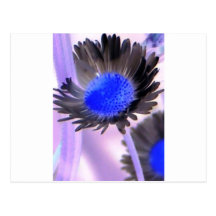 burst of colour post card