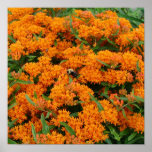 Burst of Orange Flowers Poster