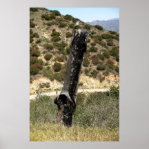 Burt Tree In Griffith Park Poster