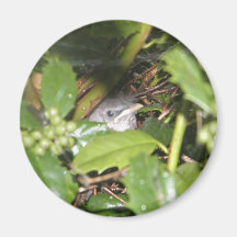 Bush in a Bird Magnets