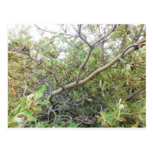 Bushes Post Card