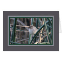 Bushtit_8626 Card