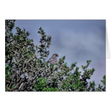 Bushtit Card