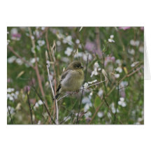 Bushtit Cards