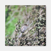Bushtit Fridge Magnet