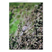 Bushtit Greeting Cards