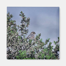 Bushtit Magnet