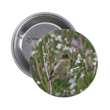 Bushtit Pinback Button