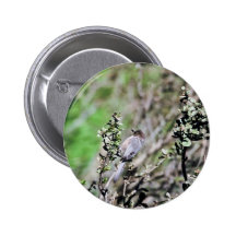 Bushtit Pinback Buttons
