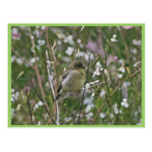 Bushtit Post Card