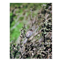 Bushtit Post Cards