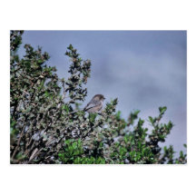 Bushtit Post Cards
