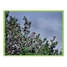 Bushtit Postcard