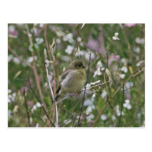 Bushtit Postcards