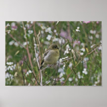 Bushtit Poster