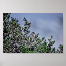 Bushtit Print