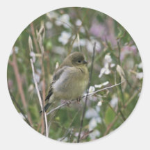 Bushtit Round Stickers