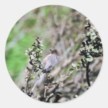 Bushtit Sticker