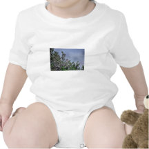 Bushtit Tshirt