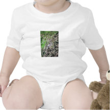 Bushtit Tshirts