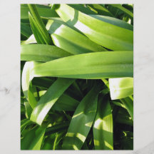 Bushy bright leaves full color flyer