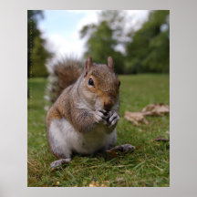 Bushy Park Squirrel, by Gary Dorking Print
