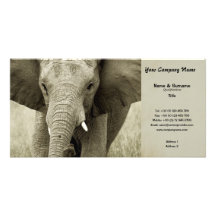 Business card profile safari hunting game lodges personalized photo card