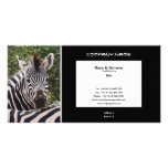 Business card profile zebra safari customize photo cards
