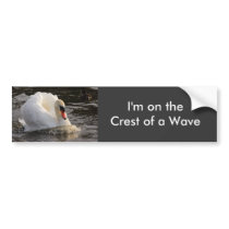 Busking Swan