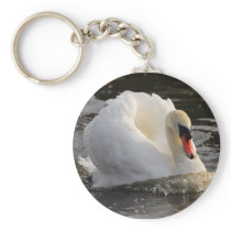 Busking Swan