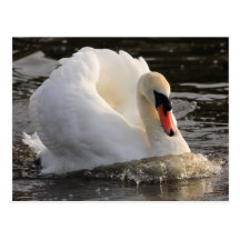 Busking Swan Post Cards