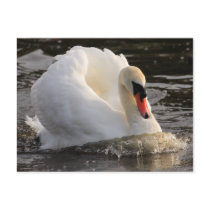 Busking Swan