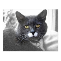 Buster postcard
