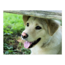 Buster Postcard