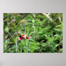 Busy bee and the Indian Blanket Posters