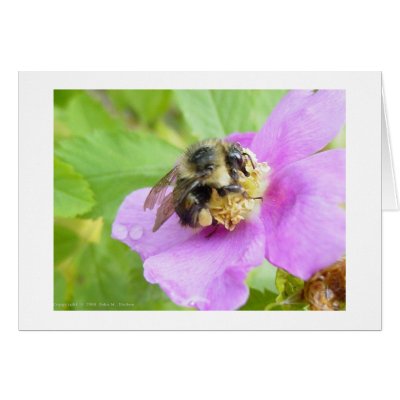 Busy Bee Card by johnforbes