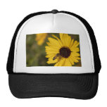 Busy Bee Hats
