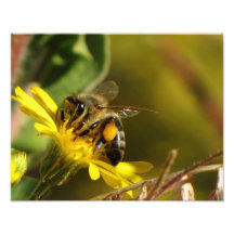 Busy Bee Photo Art