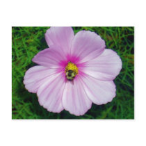 Busy Bee Postcard