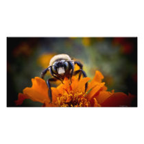 Busy Bee Print Gift Photograph
