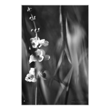 Busy Bees - Fine Art Photo Print