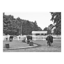 Busy Morning at the Phipps Barn Photo