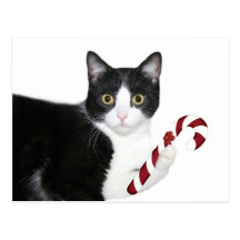 But I wanted catnip! Post Card