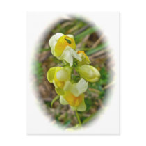 Butter 'n Eggs Wildflower Post Card