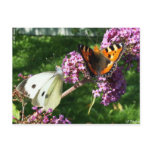 Butterbudgies Postcard