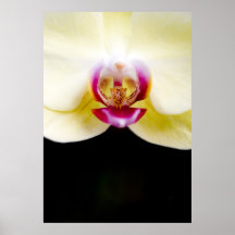 Buttercream Poster