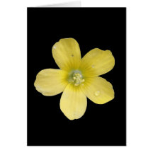 Buttercup Greeting Cards